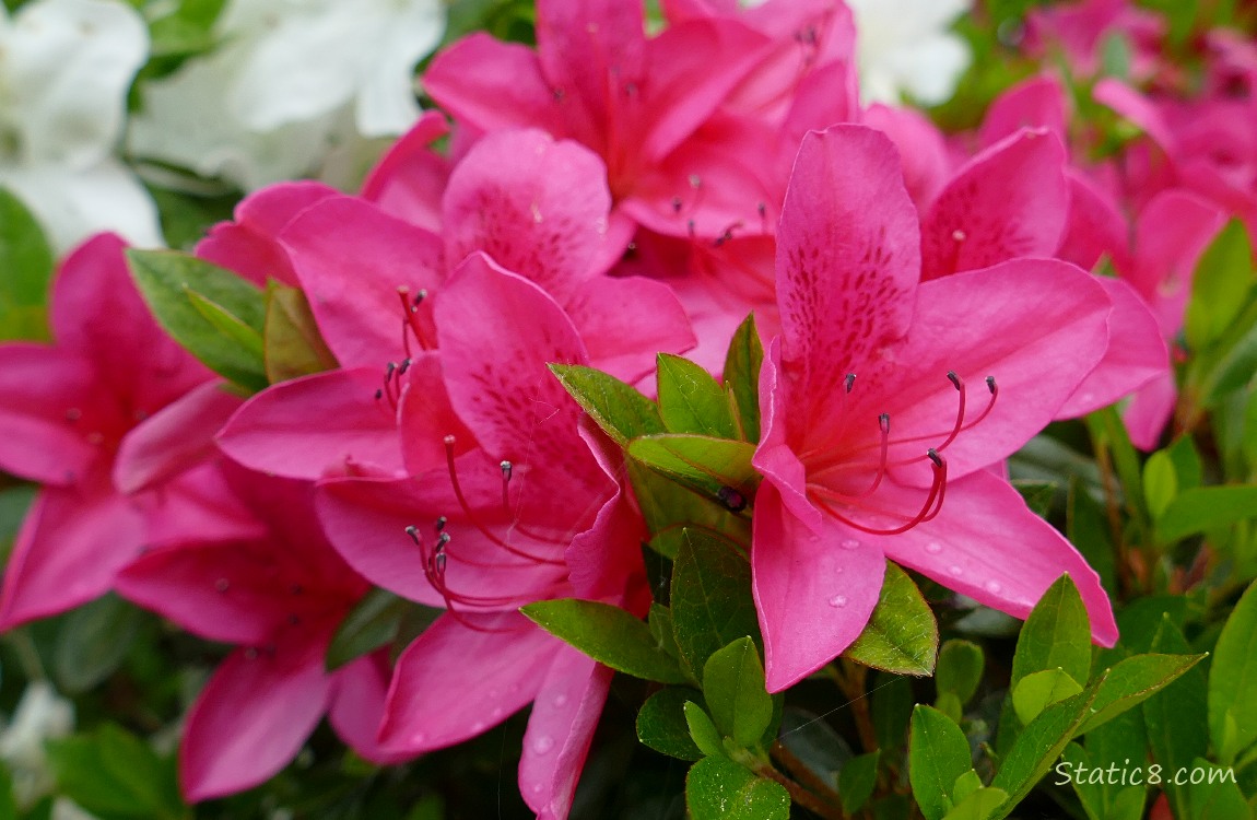 Close up of pink clusters of Rhododendron blooms in front of white blooms