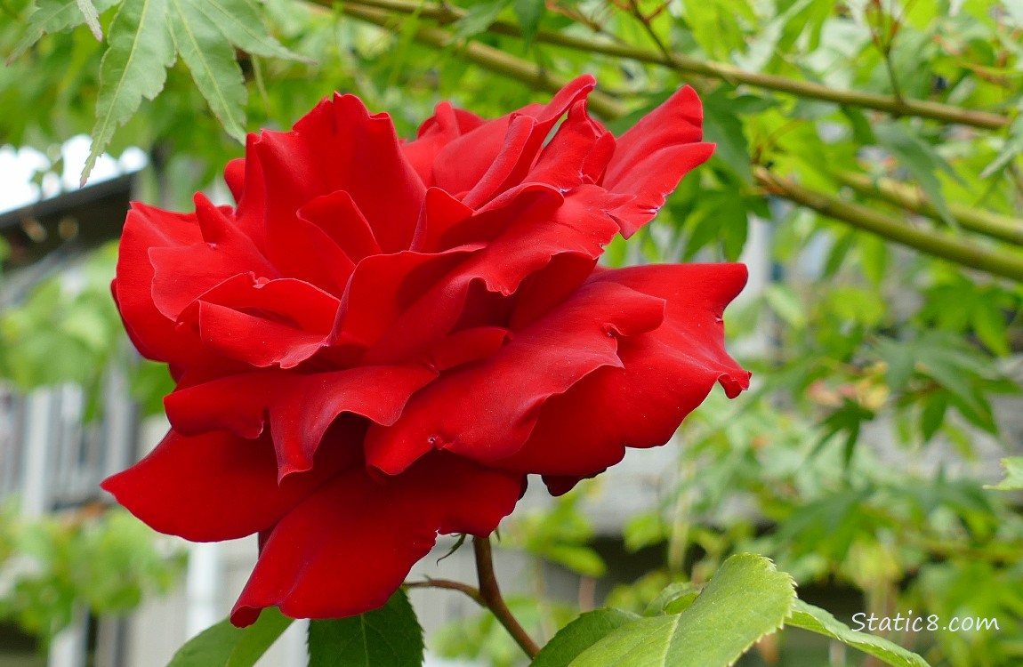 Red Rose bloom in front of leaves