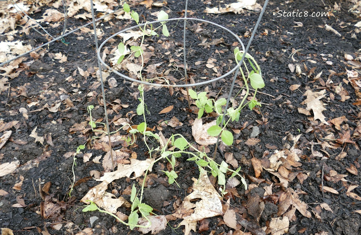small, spindly pea plants growing in the dirt, draped on a tomato cage