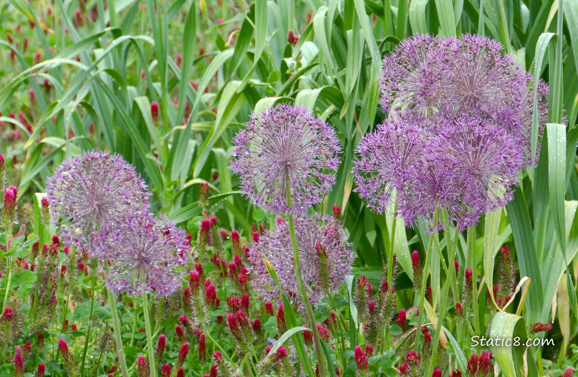 Allium blooms and red Clover blooms