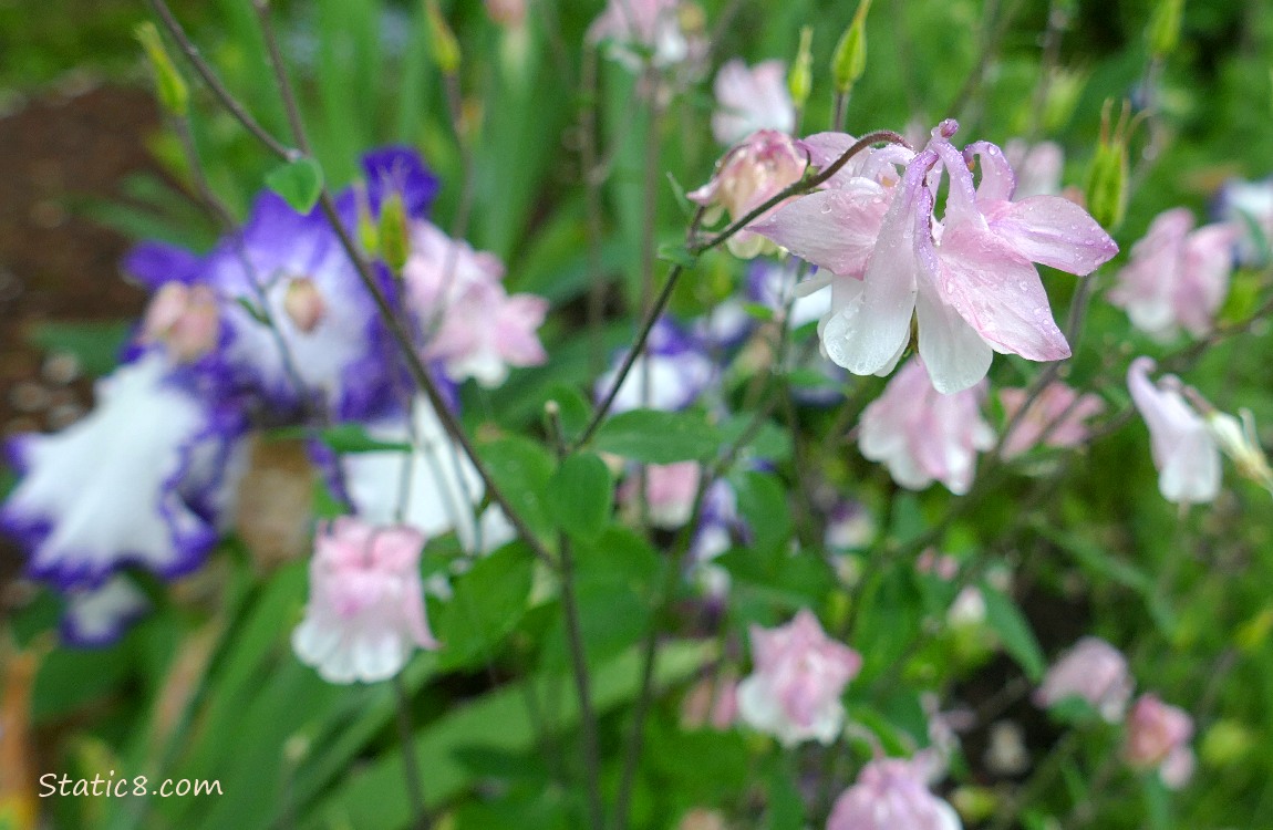 Pink Columbine blooms with a purple and white iris bloom in the background