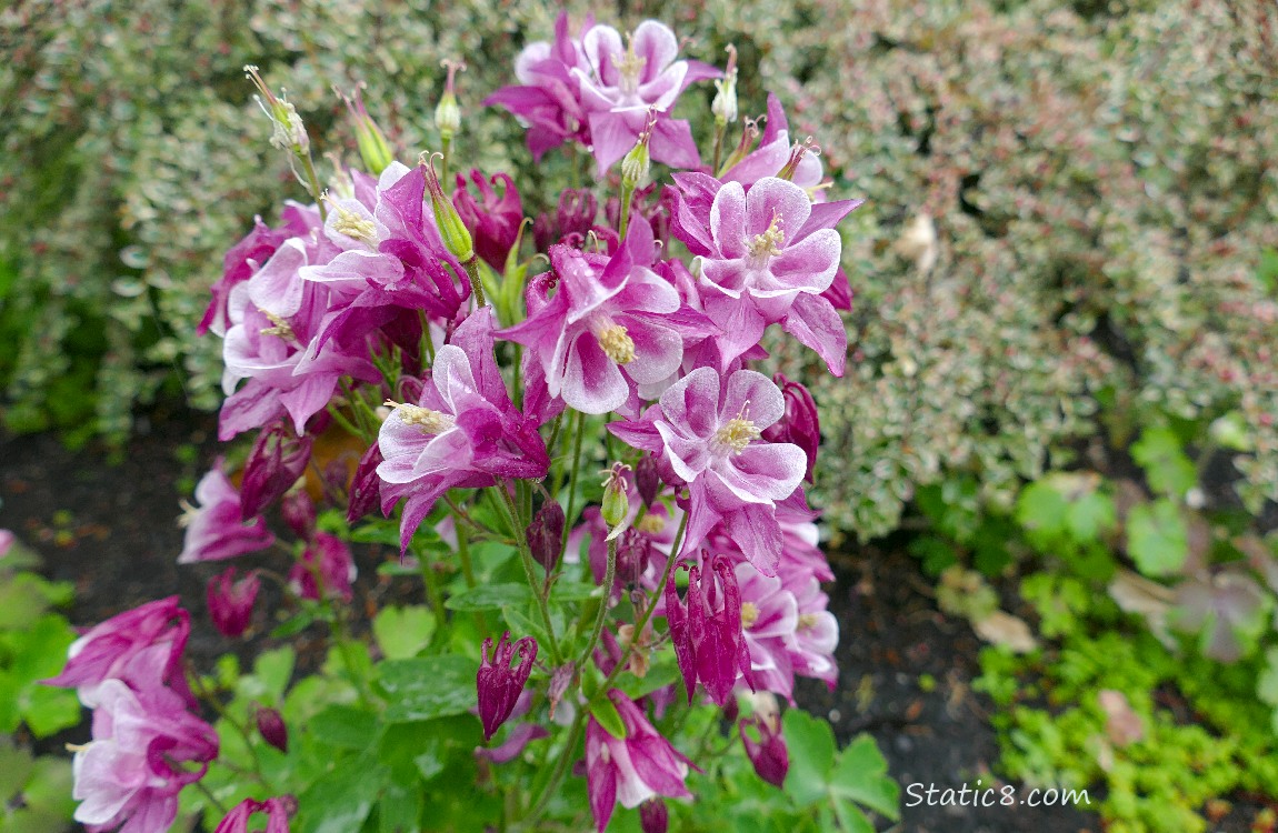 Hot pink Columbine blooms