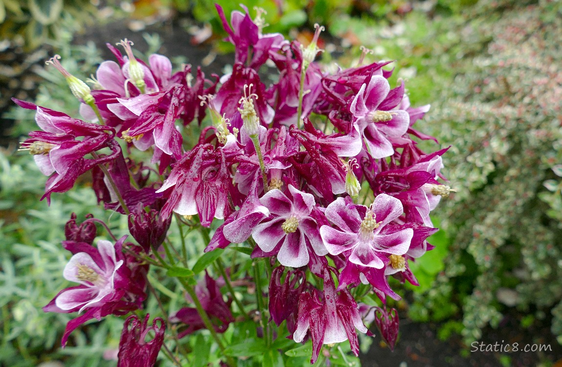 Red Violet Columbine blooms