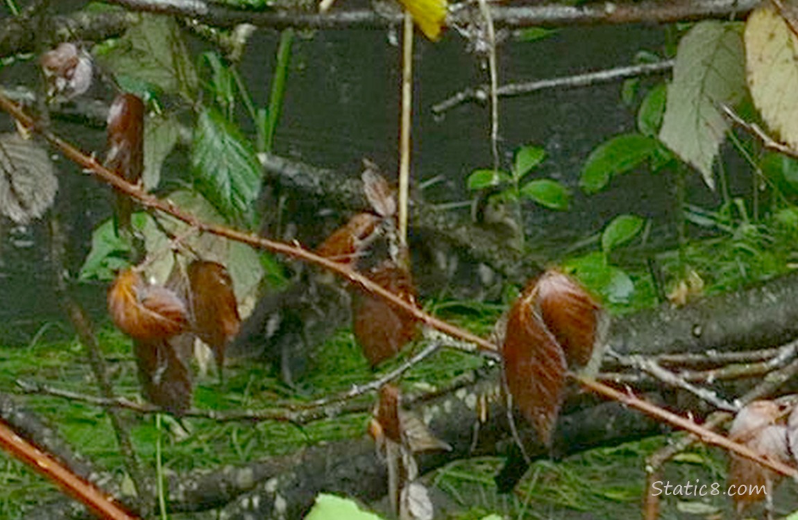 blurry ducklings past sticks