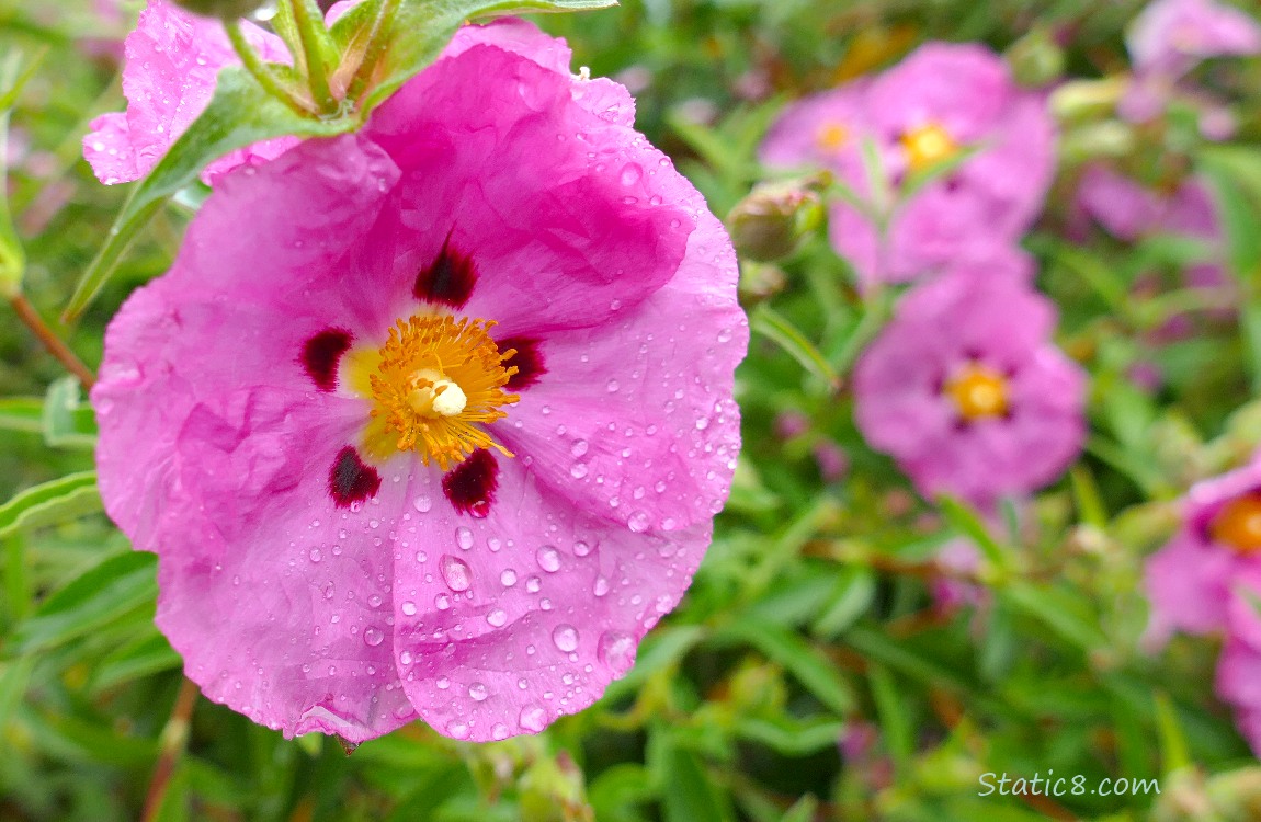 Pink Hibiscus blooms with rain drops on them