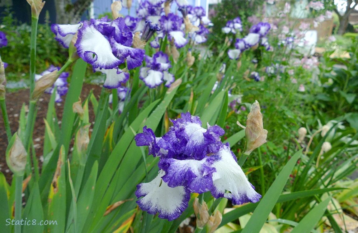 Purple and white Iris blooms