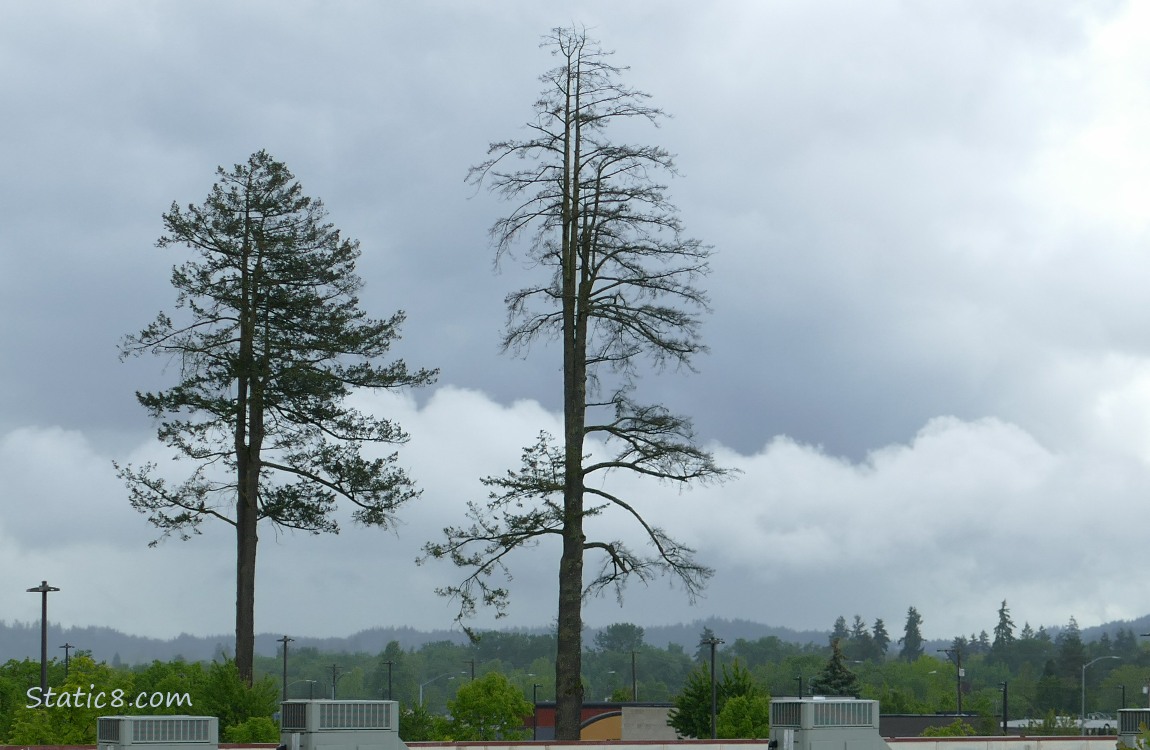 two towering Douglas Fir trees