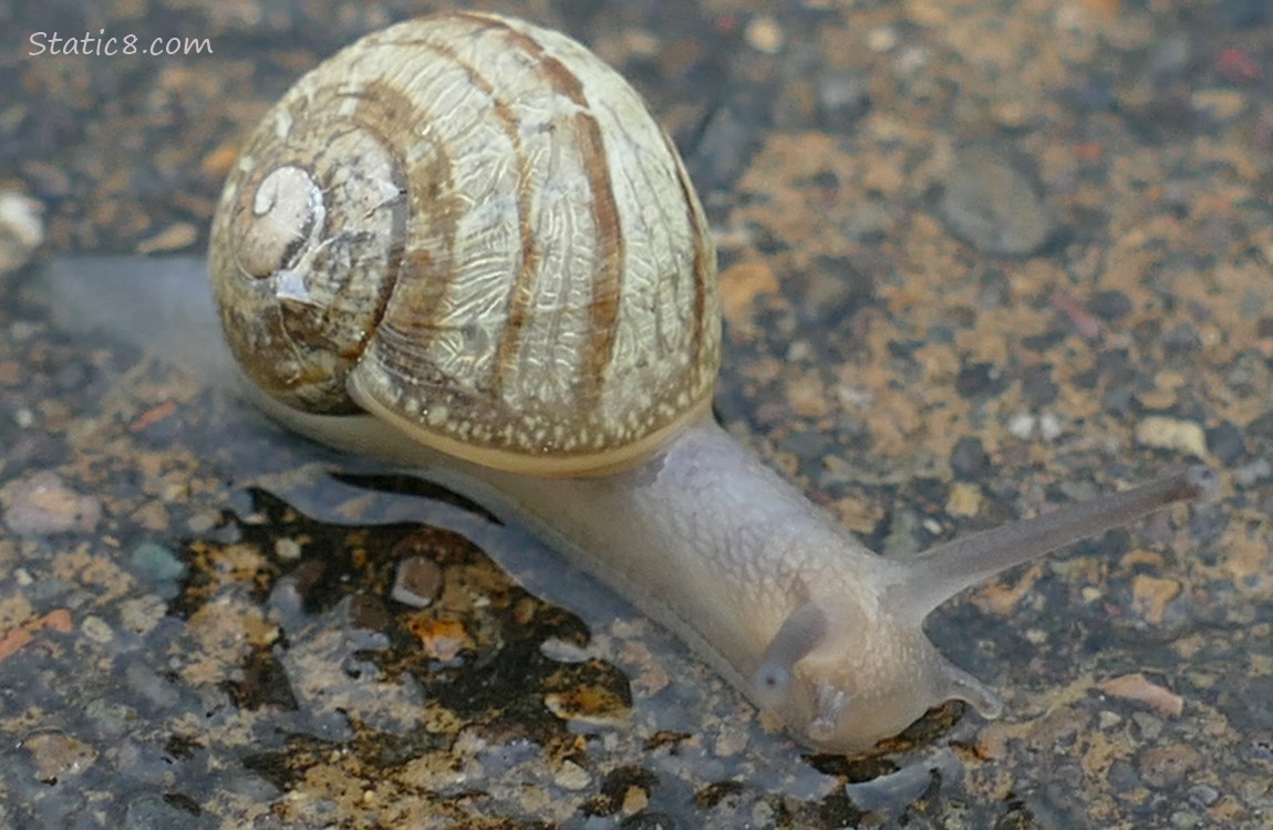 Snail going across the sidewalk