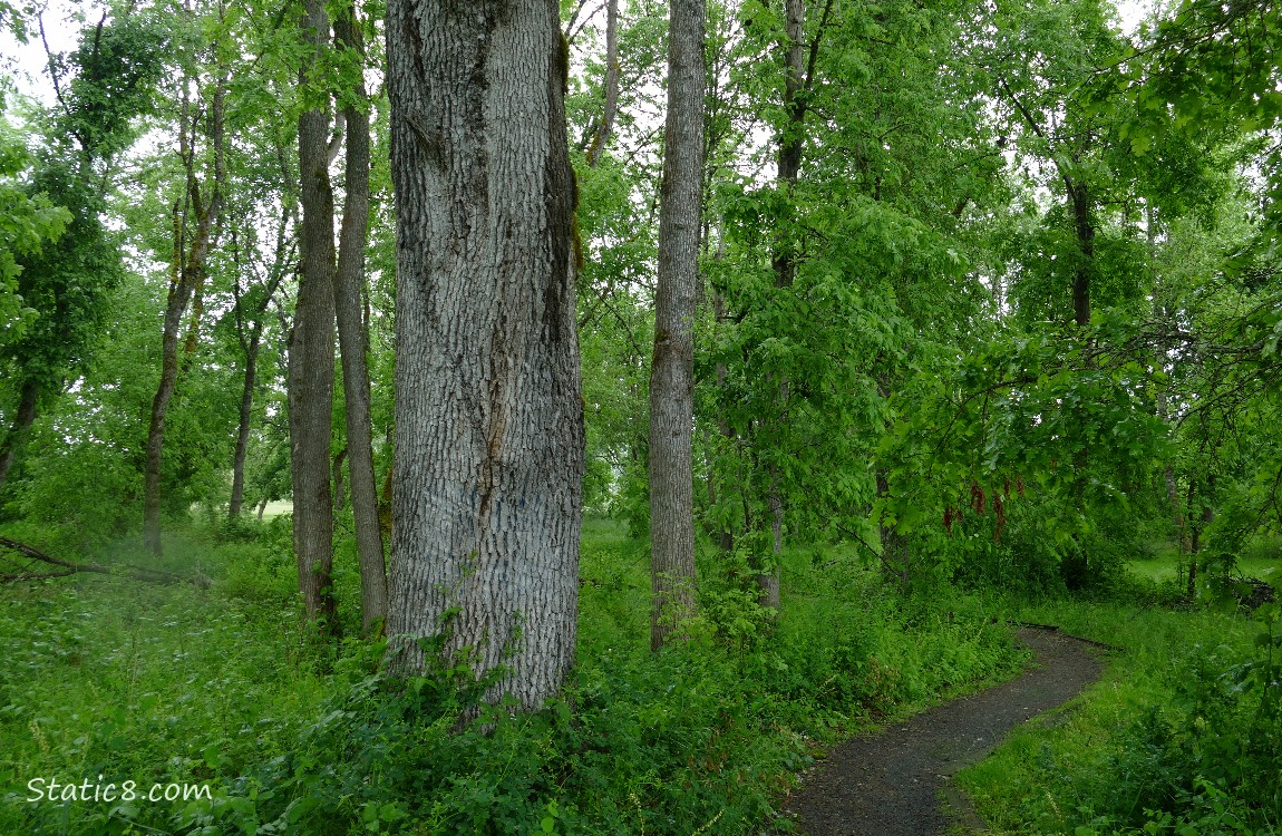 hiking trail going thru trees