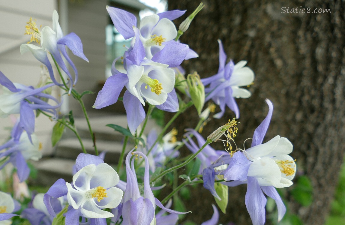 lavendar and white Columbine blooms