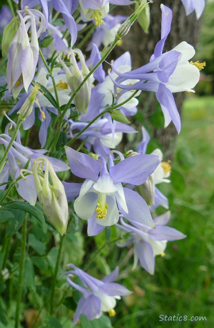 lavendar and white Columbine blooms