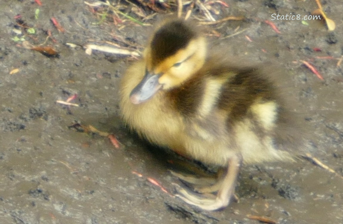 Duckling standing on the muddy bank