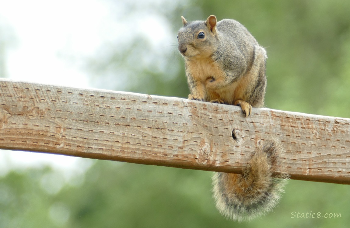 Squirrel standing on a wood fence
