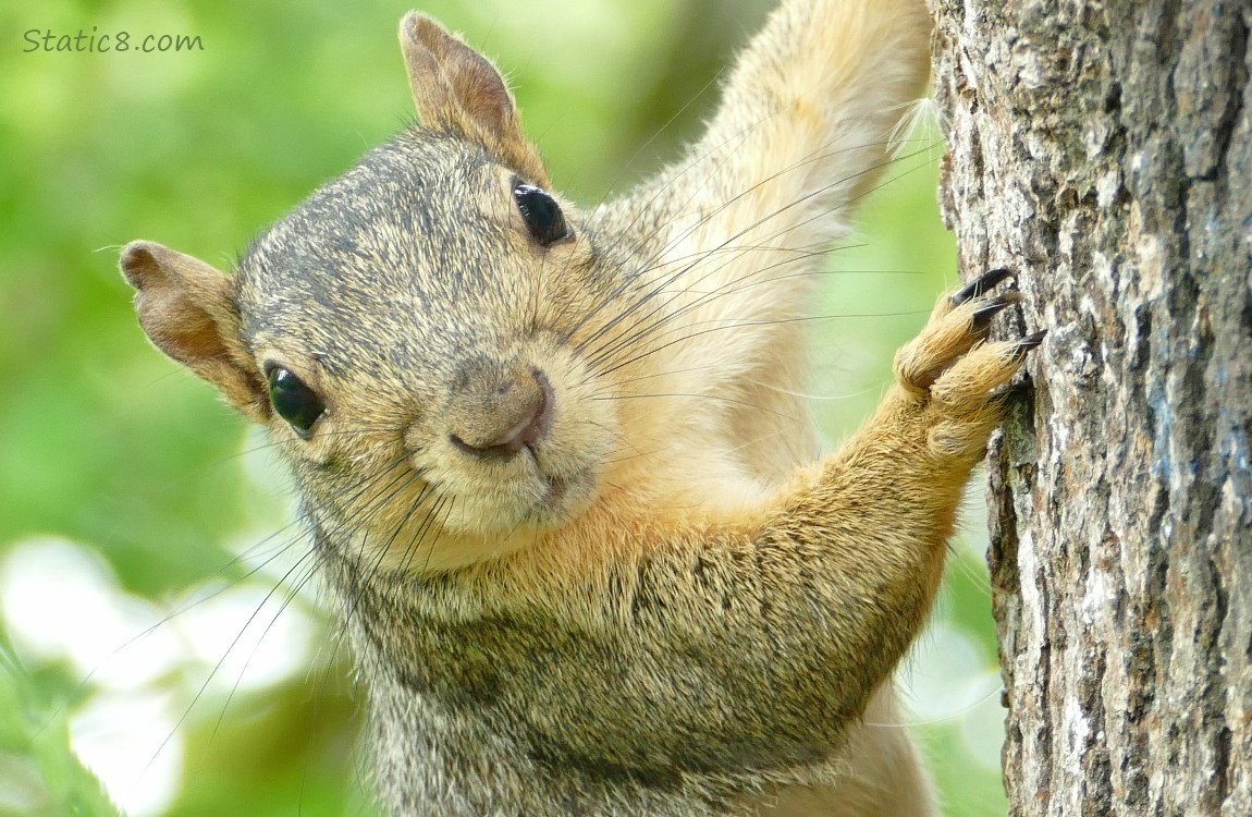 Close up of a squirrel standing on the side of a tree trunk