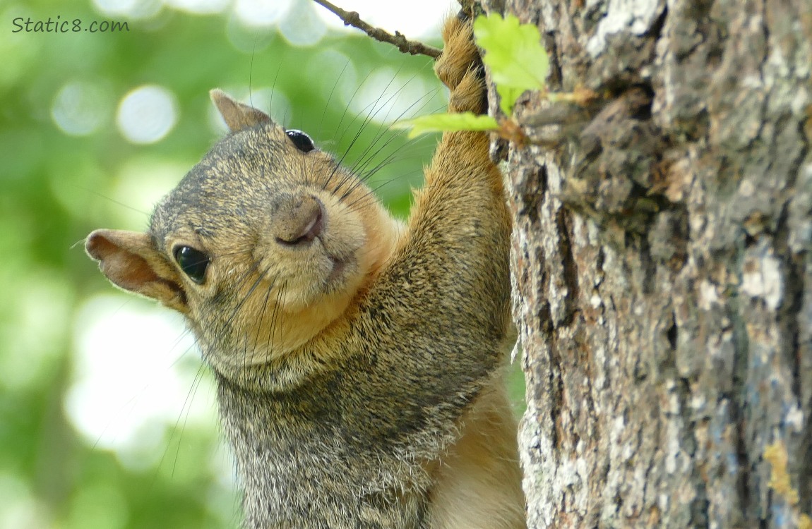 Close up of a squirrel standing on the side of a tree trunk