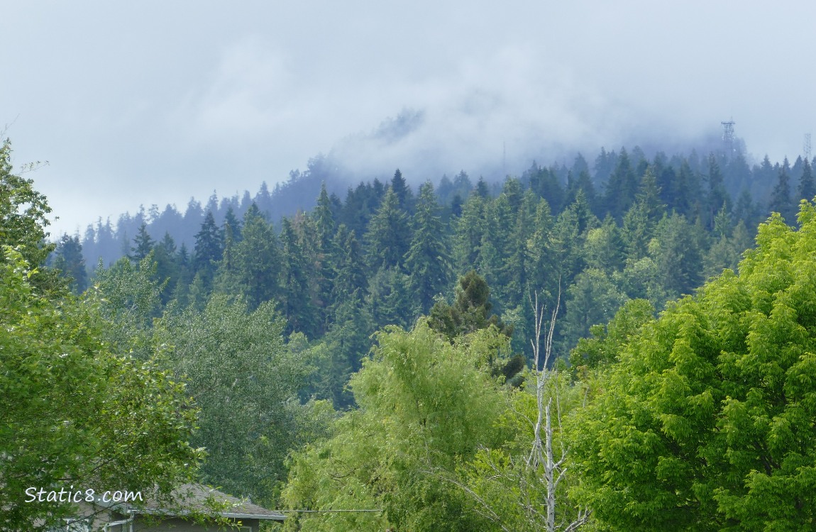 Fog on the hill with green trees in front