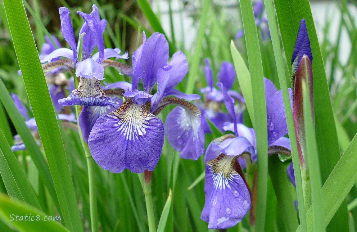 Purple Irises surrounded by green leaves