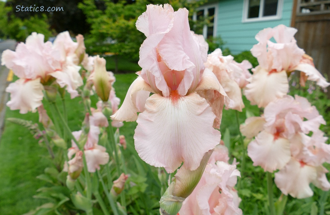Pink Iris blooms in front of a blue-green house