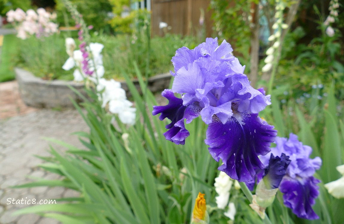 Purple Iris blooms with Foxglove and other blooms in the background