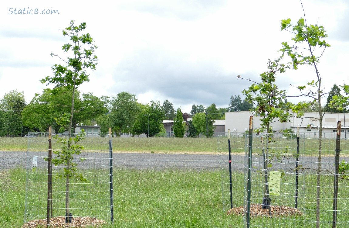 Oak saplings in front of other trees in the distance