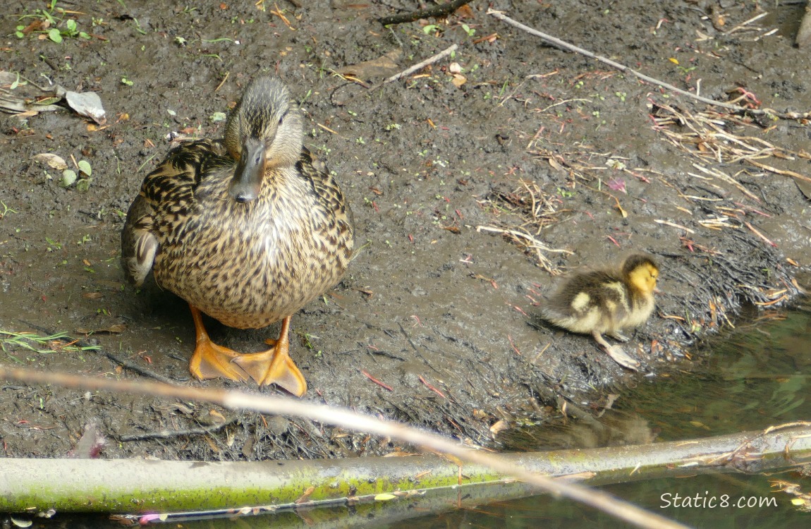 Mama Mallard and duckling standing on the muddy bank of the creek