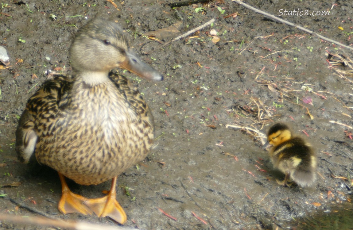 Mama Mallard and duckling standing on the muddy bank of the creek