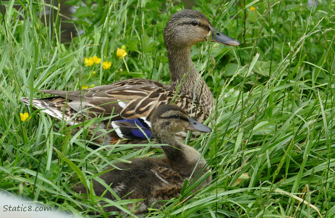 Older Mallard duckling sitting in the grass with Mama