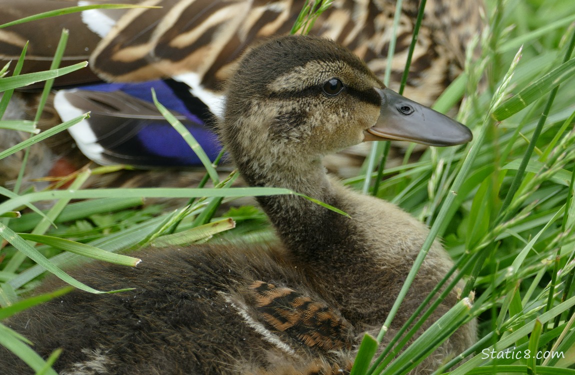 Older Mallard duckling sitting in the grass
