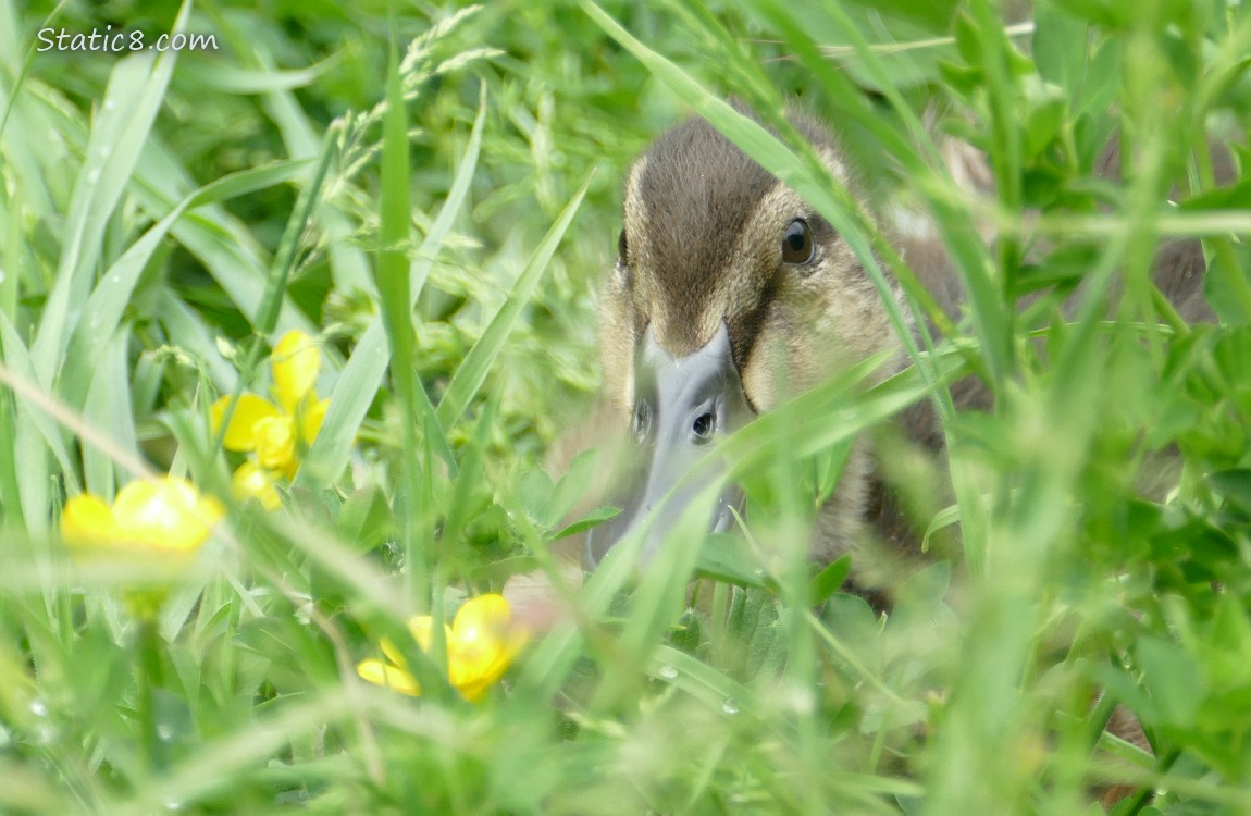 Duckling looking out from the grass, past a couple buttercup blooms