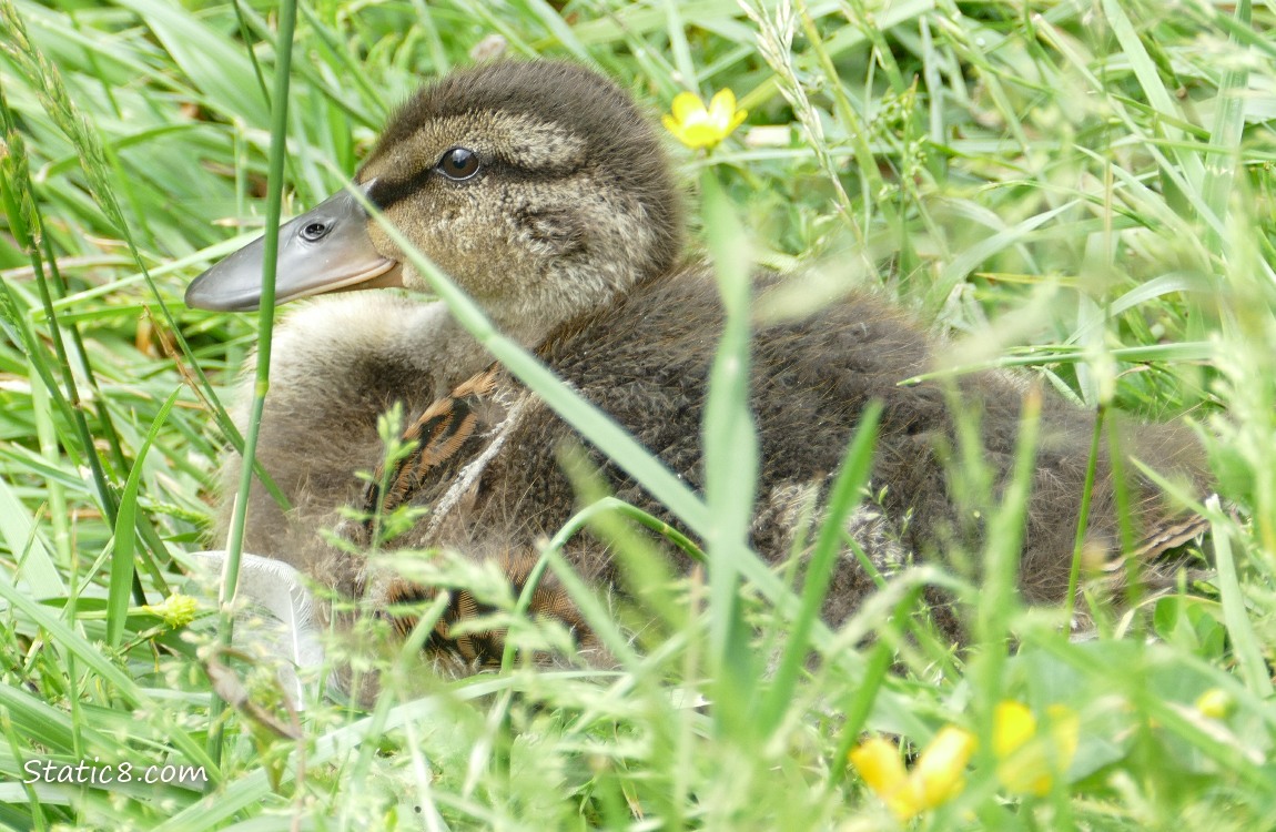 Duckling sitting in the grassms