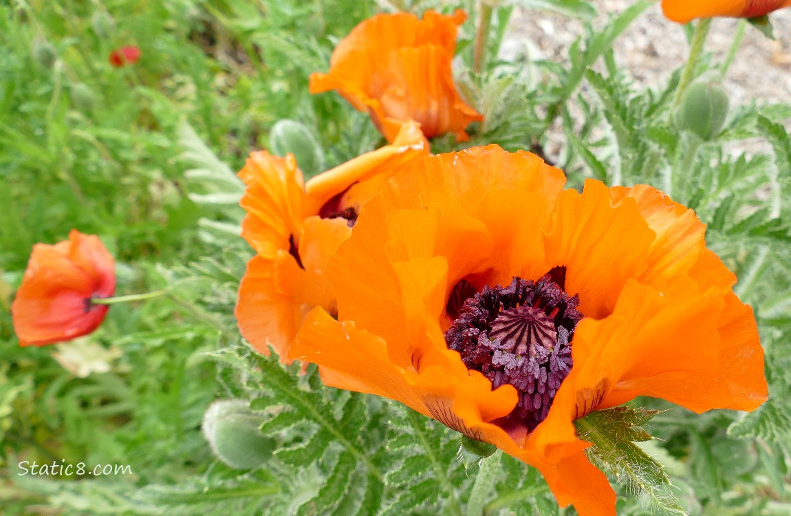 Orange Poppy blooms surrounded by green leaves