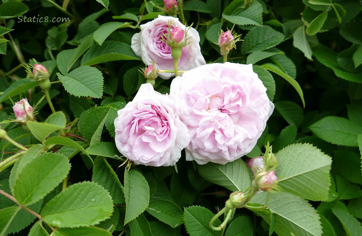Pink Rose blooms surrounded by leaves