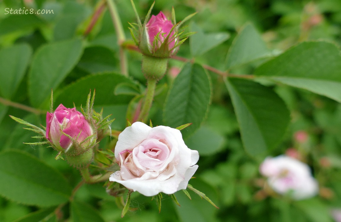 Small Pink Rose buds surrounded by leaves