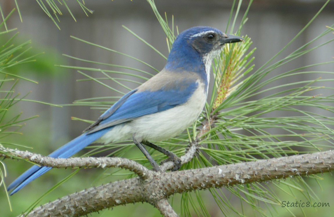 Scrub Jay standing on a pine tree branch
