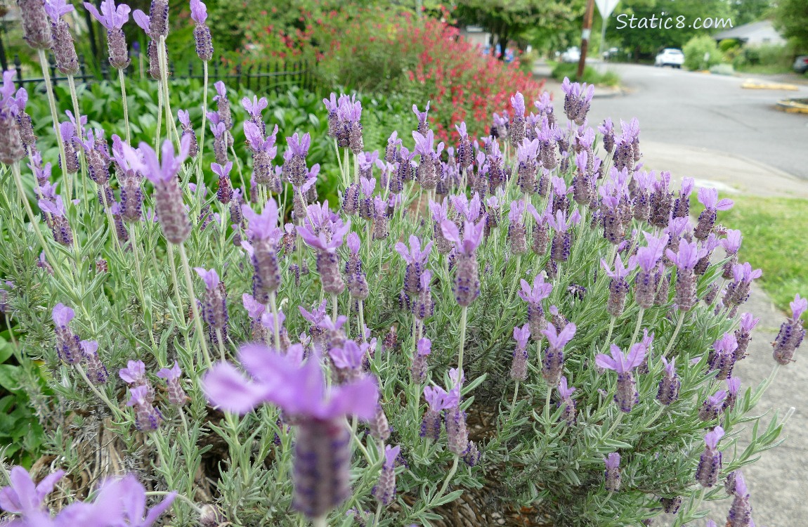 Spanish Lavender blooming next to a sidewalk with red flowers in the distance