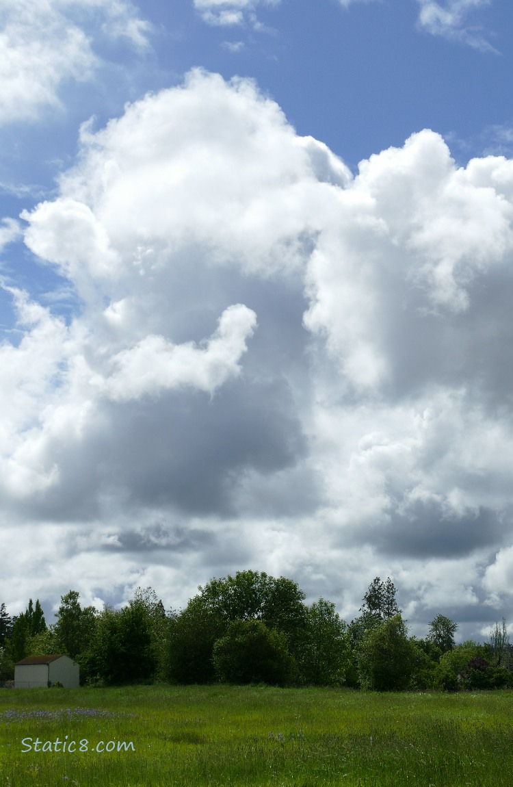 Puffy white clouds and blue sky over trees in the distance