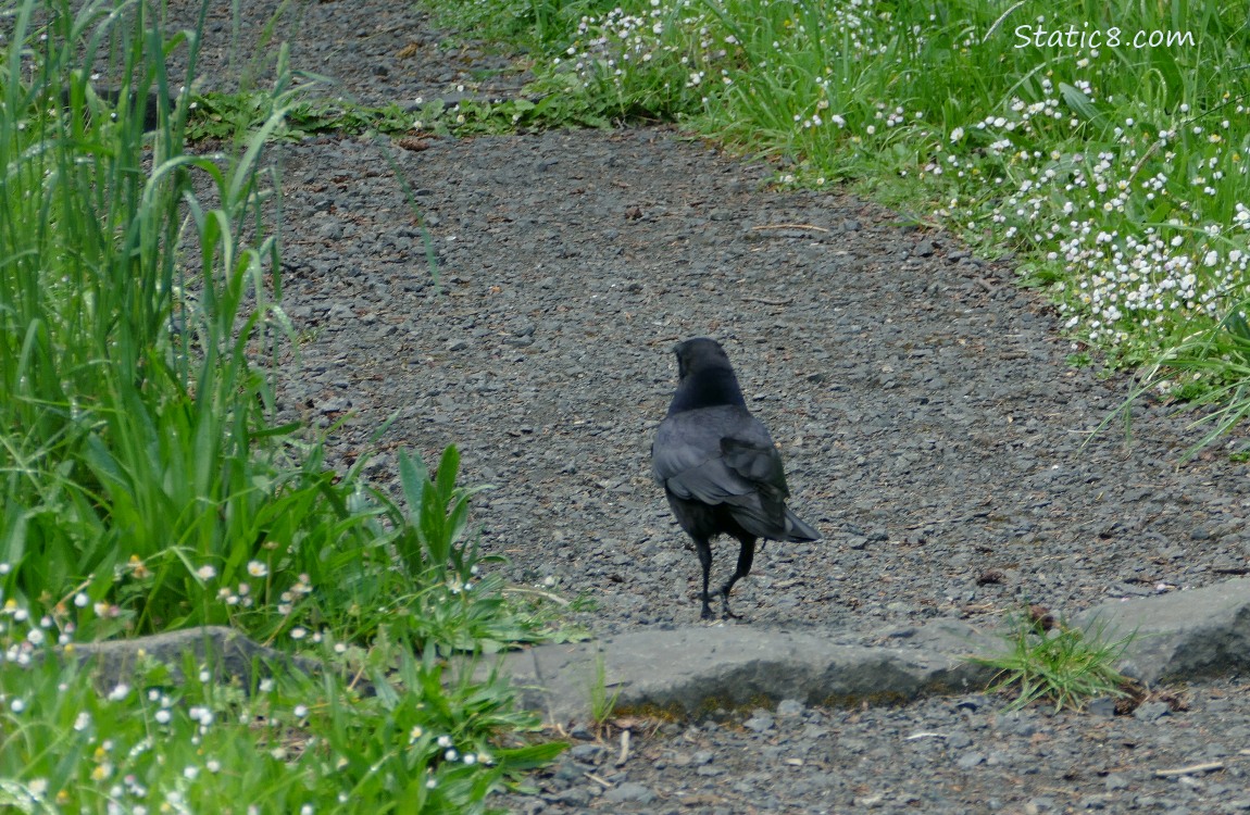 American Crow walking on a trail with grass on either side