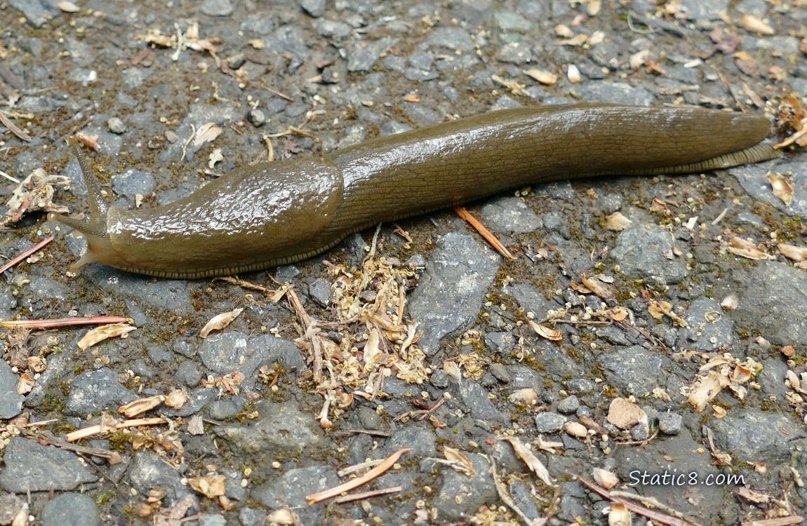Banana Slug going across the path