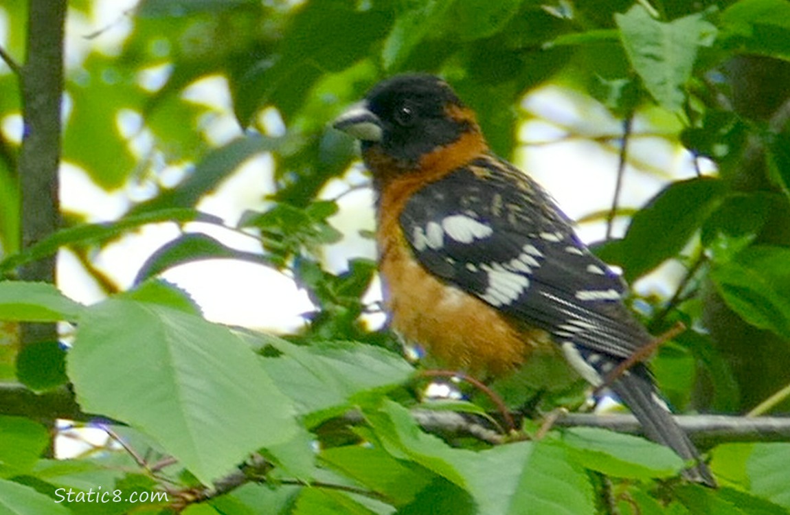 Black Head Grosbeak standing on a twig