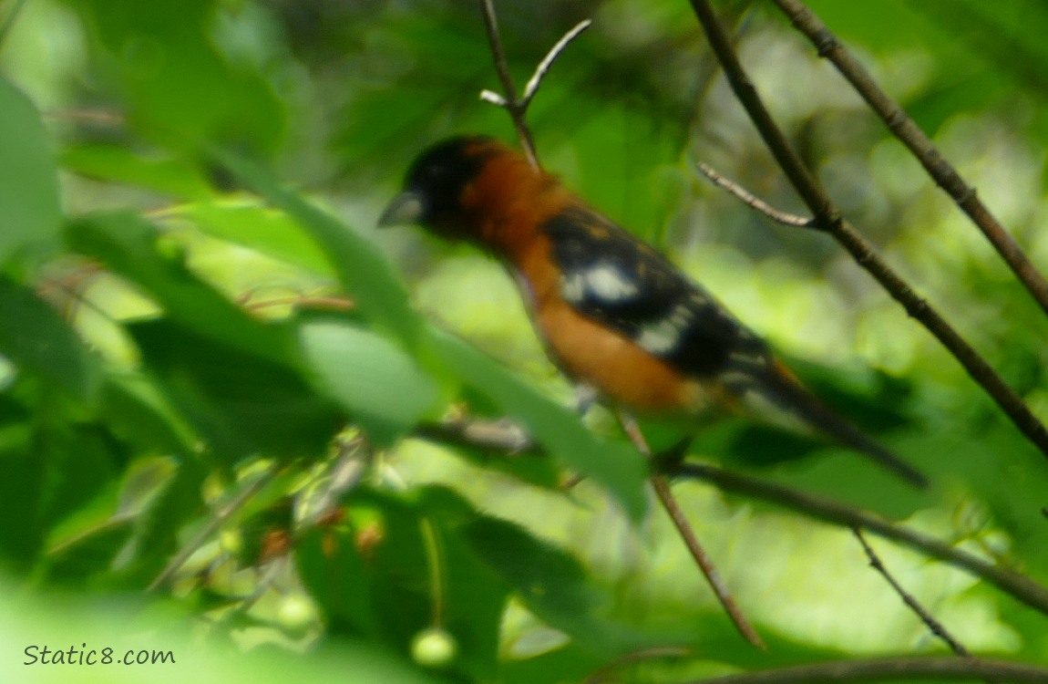 Black Head Grosbeak standing on a twig