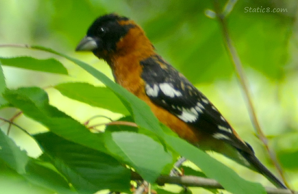 Black Head Grosbeak standing on a twig