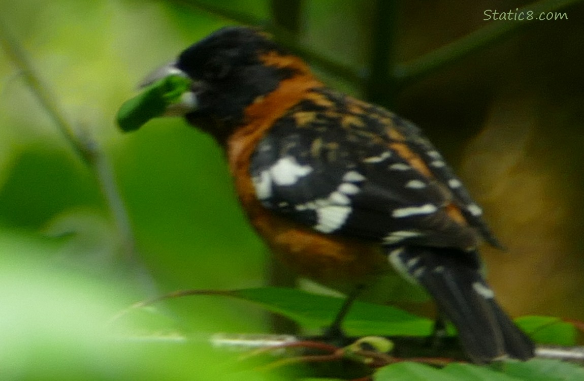 Black Headed Grosbeak with a rolled up leaf in his beak