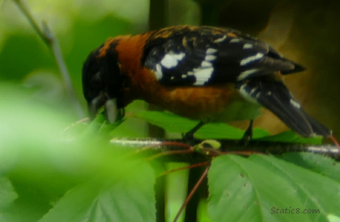 Black Headed Grosbeak with a rolled up leaf in his beak