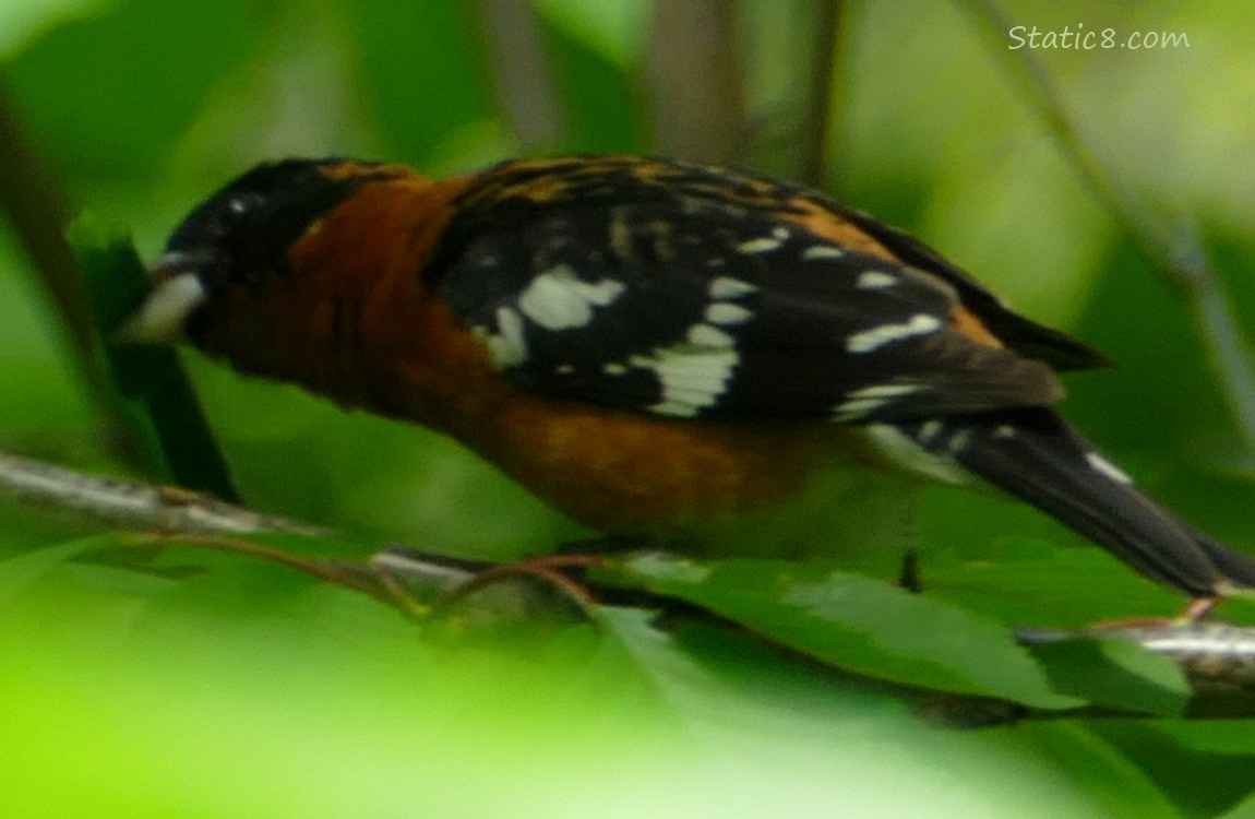 Black Head Grosbeak holding a rolled up leaf in his beak