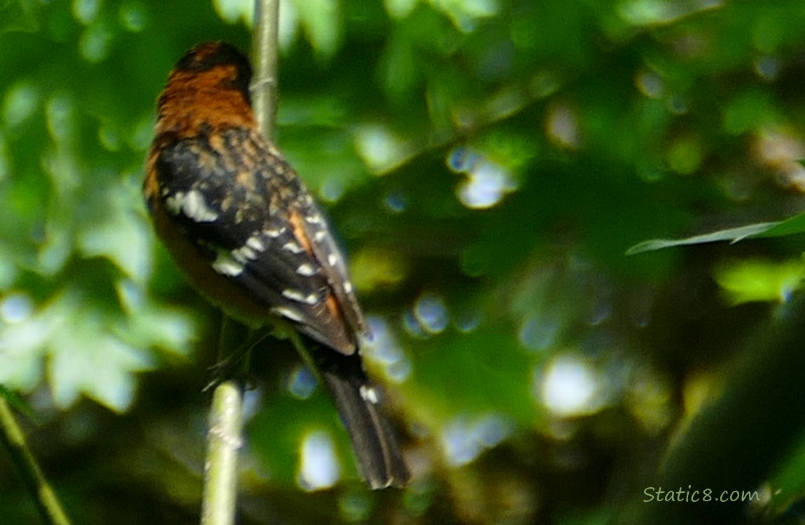 Black Head Grosbeak standing on a twig, looking away