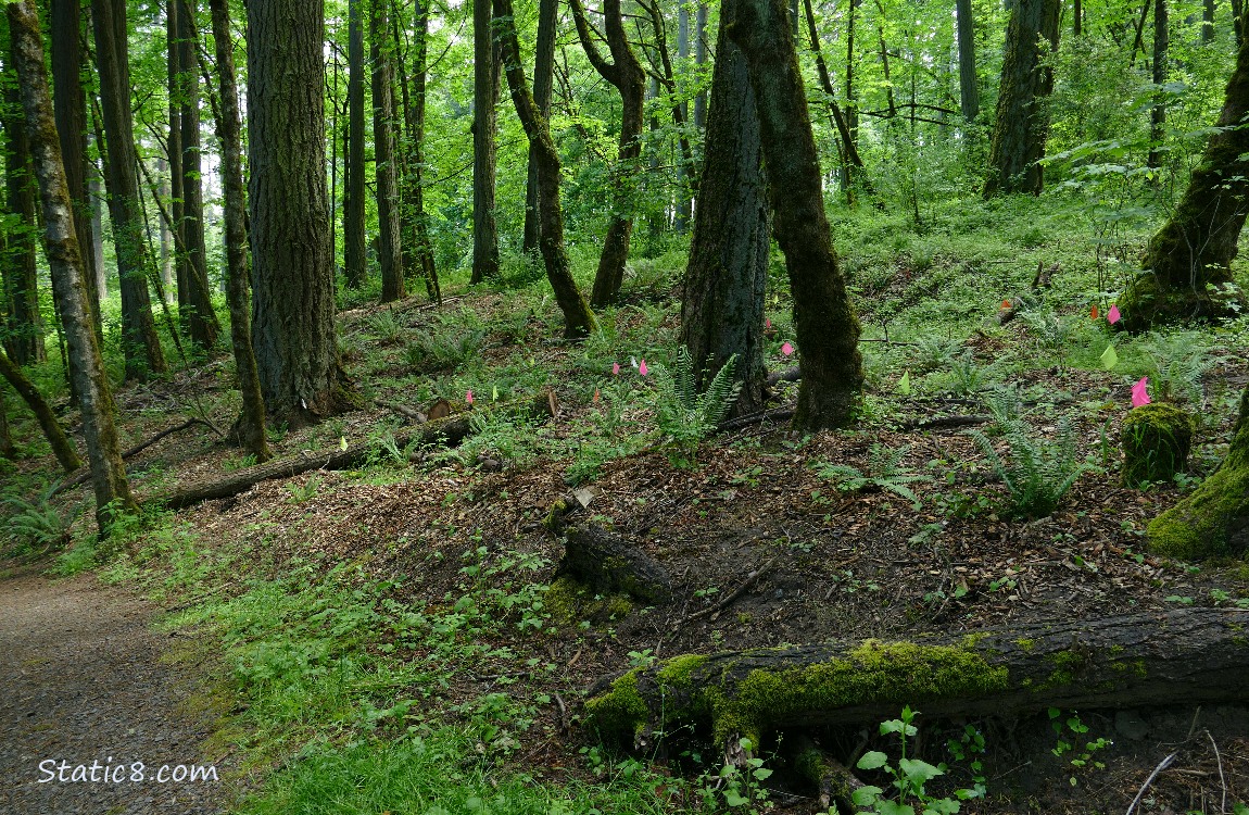 Pink flag markers in the forest