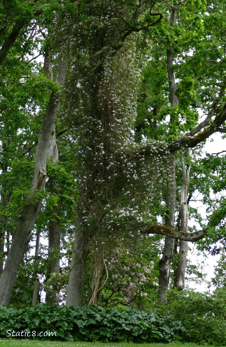 Clematis vine on an Oak tree