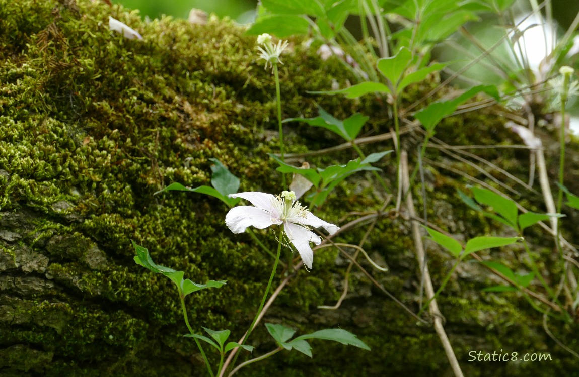 Clematis bloom in front of a mossy branch