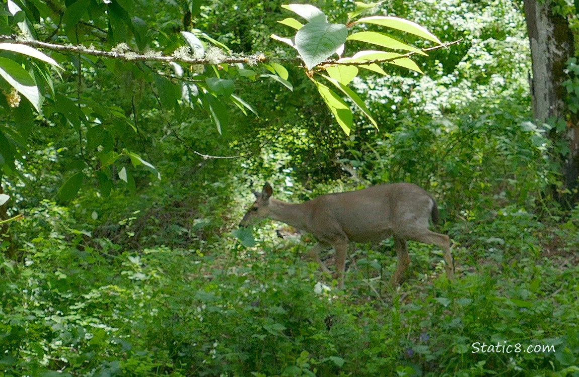 Deer walking thru the forest