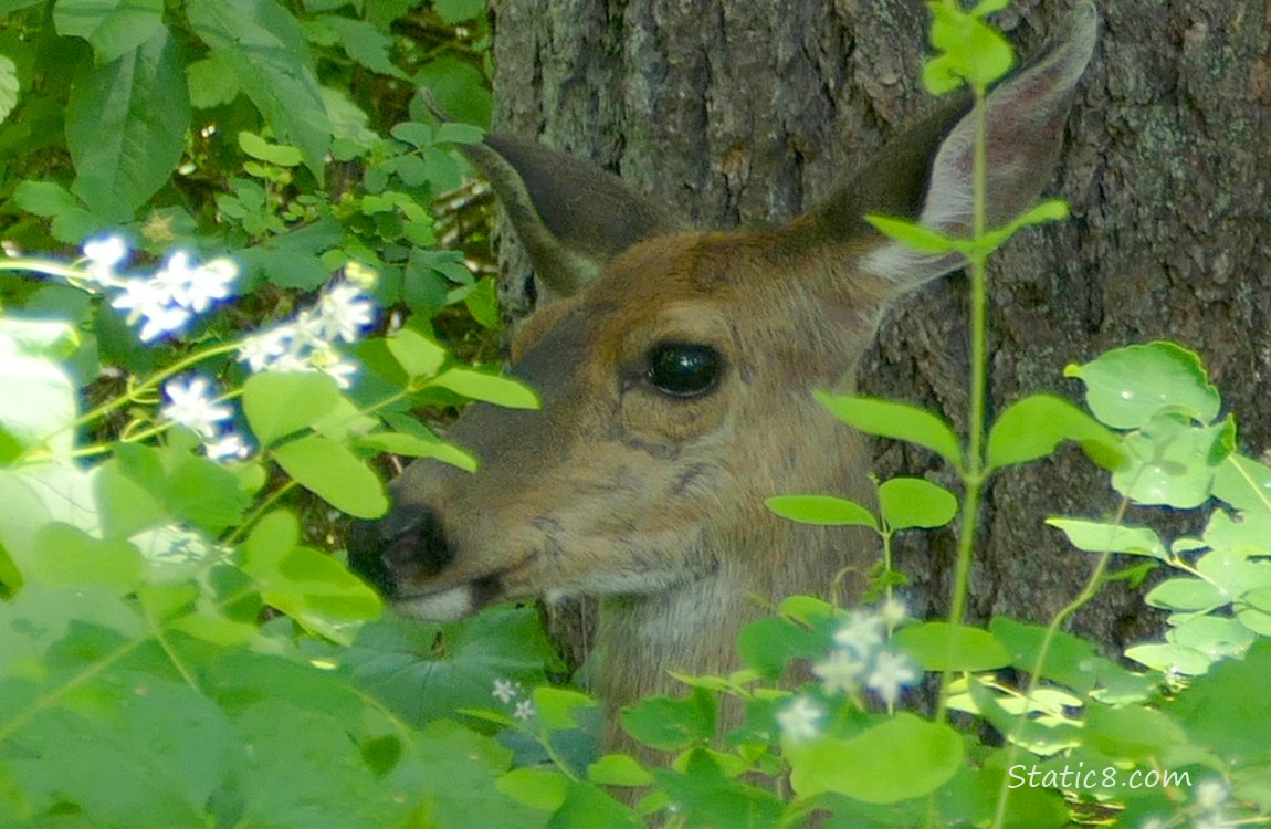 Close up of a deers face surrounded by leaves and small white flowers